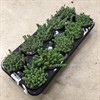 CRASSULA 10,5 CM MIX 1X10