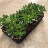 CRASSULA 12 CM OVATA 1X6