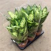 DIEFFENBACHIA 17 CM CAMILLA