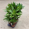 DRACAENA 17 CM MIX 1X2