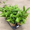 DRACAENA 17 CM SURCULOSA 1X6