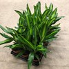 DRACAENA 11 CM CINTHO 1X15