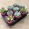 ECHEVERIA  8,5 CM MIX 1X9