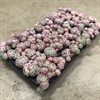 ECHEVERIA 6 CM ELEGANS M BARN 1X50