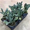 BRASSICA 12 CM PALMKÅL 1X8