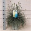 FESTUCA 17 CM GLAUCA INTENCE BLUE 1X6