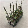 FICUS 15 CM CARICA BROWN TURKEY 1X6