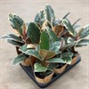 FICUS 11 CM TINEKE 1X9