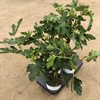 FICUS 19 CM CARICA BORNHOLM 1X1