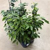 FICUS 17 CM BENJ MIX 1X6
