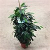 FICUS 17 CM BENJ MIX 1X6
