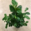 FICUS 23 CM MICROCARPA MOCLAME