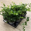 HEDERA 13 CM HELIX GRÖN  1X10