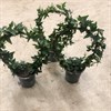 HEDERA 12 CM BÅGE 1X8