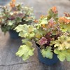 HEUCHERA 18 CM MARMELAD MÅLSTA