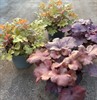 HEUCHERA 18 CM MÅLSTA VECKANS