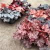 HEUCHERA 12 CM MÅLSTAMIX X2 VECKANS