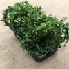 HEDERA 12 CM BÅGE GRÖN 1X8