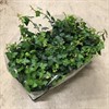 HEDERA 11 CM HIBERNICA UTE 1X15