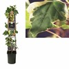HEDERA 23 CMGLOIRE DE MARENGO 1X4