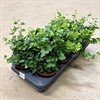 HEDERA  12 CM GRÖN 1X8