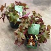 HEUCHERA 19 CM APRICOS