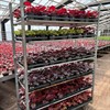 HEUCHERA 12 CM MÅLSTA