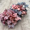 HEUCHERA 12 CM MÅLSTAS MIX VECKANS