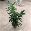 CARYOTA 27 CM MITIS 140 CM 1X1