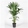 HOWEA 21 CM 140 CM