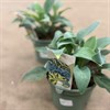 HOSTA 19 CM 1X1
