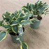HOSTA 23 CM 1X1