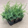 JUNIPERUS 17 CM BLUE ALPS 1X6
