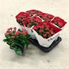 KALANCHOE 15 CM RÖD DUBBEL 1X6