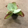 KALANCHOE  8,5 CM THYRSIFLORA 1X12