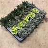 PEPEROMIA 5,5 CM MIX 1X20