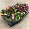 LEWISIA 10 CM MIX 1X12 VECKANS