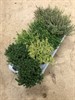 KRYDDOR 14 CM THYMUS 1X8