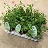 KRYDDOR 12 CM MYNTA MAROCKAN  ARVIDSSONS 1X6