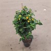 LANTANA 19 CM PÅ STAM