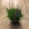 LAVANDULA 26 CM HIDE COTE  X1