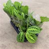 MARANTHA 12 CM LEUCONEURA 1X10