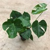 MONSTERA 17 CM DELICIOSA 1x6