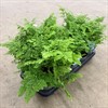 ADIANTUM 12 CM 1X10