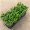 NEPHROLEPIS 12 CM EXALTATA 1X12