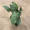 PHILODENDRON 17 CM SILVERQUEEN
