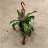 NEPENTHES 15 CM AMPEL MÖRK 1X1