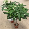 PACHIRA 24 CM AQUATICA  130 CM