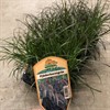 PENNISETUM 12 CM ADVENA RUBRUM  MÄLARÖ 1X8