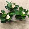 PEPEROMIA 12 CM RED MARGIN 1X6